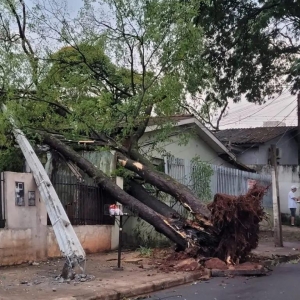 Árvore caída na Rua José Pedro de Miranda – Zona 29. Foto: Equipe GMC Online