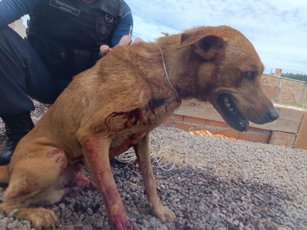 Homem é preso após esfaquear e tentar enterrar cachorro no PR — Foto: PM-PR/Toledo