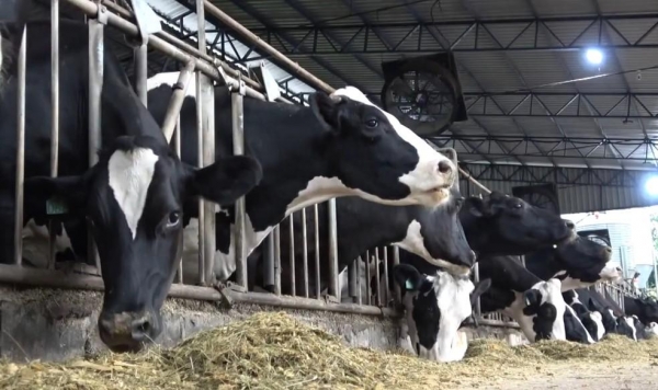 Crise na produção de leite faz produtor vender rebanho premiado no Paraná — Foto: Caminhos do Campo/RPC
