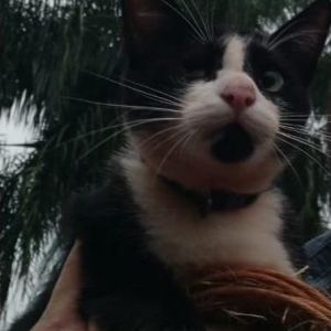 Gato que perdeu o olho