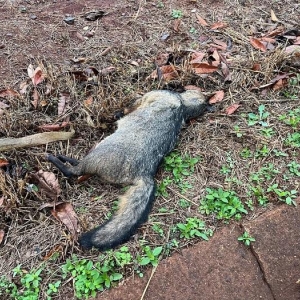 Foto: Portal Nova Santa Rosa.