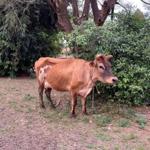 Foto: Portal Nova Santa Rosa