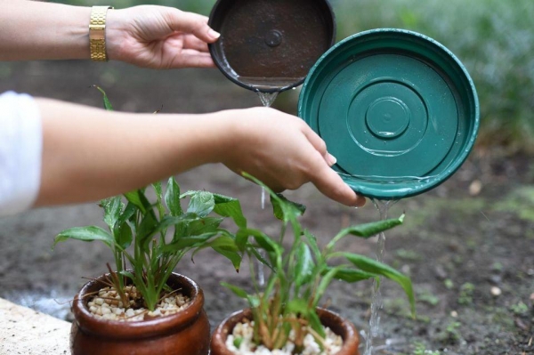 A população precisa ajudar a evitar a proliferação do mosquito  Crédito: Reprodução