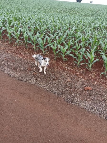 Cachorrinho abandonado. Foto: Divulgação.