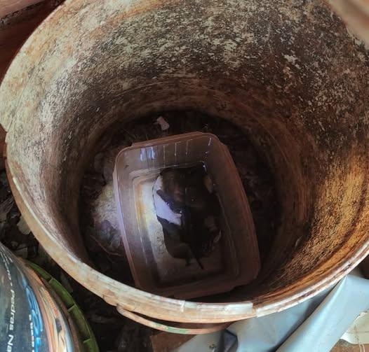 O município apresentou média de 1,3% de infestação pelo mosquito transmissor da dengue. Foto: Assessoria.