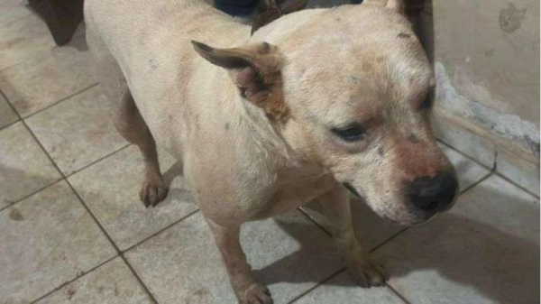 Foto: Reprodução/Catve