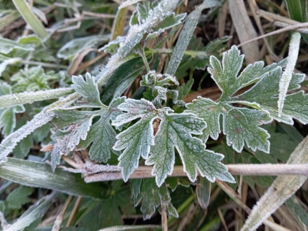 Foto: Internauta/Portal Nova Santa Rosa.