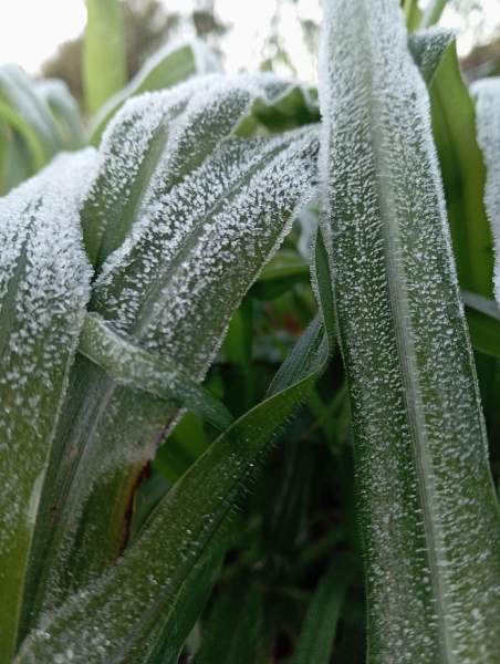Planalto do Oeste: Foto: Colaboradora/Portal Nova Santa Rosa
