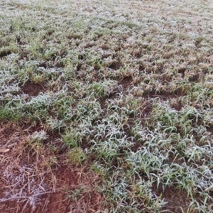 Alto Santa Fé. Foto: Colaboradora/Portal Nova Santa Rosa.