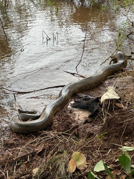 Fotos: Policia Federal.