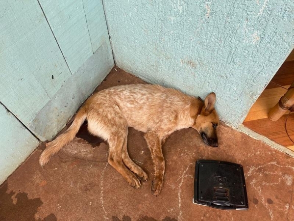 Foto: Portal Nova Santa Rosa