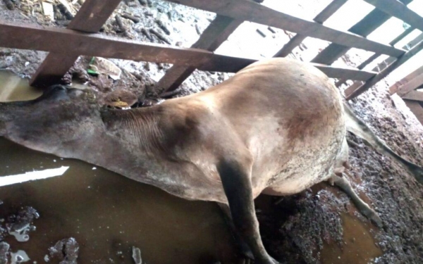 Foto: Internauta (Portal Palotina)