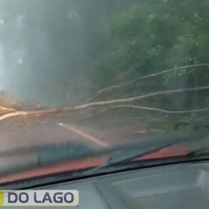 Árvore cai na PR-495 entre Missal e Dom Armando