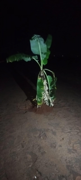 Fotos: Internauta Portal Nova Santa Rosa