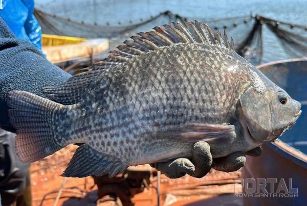 Foto: Portal Nova Santa Rosa