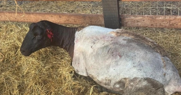 Fotos: Reprodução: Correio do Ar.