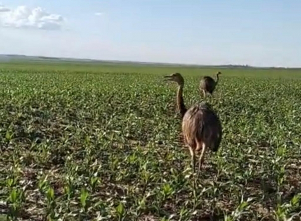 Fotos: Internauta Portal Nova Santa Rosa