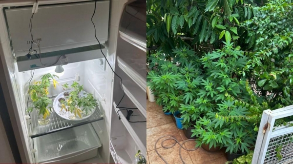 Os pés de maconha estavam em diversos cômodos, na geladeira e no jardim. — Foto: PC-PR