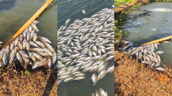Dezenas de toneladas de peixes morrem em propriedade rural — Foto: Arquivo pessoal