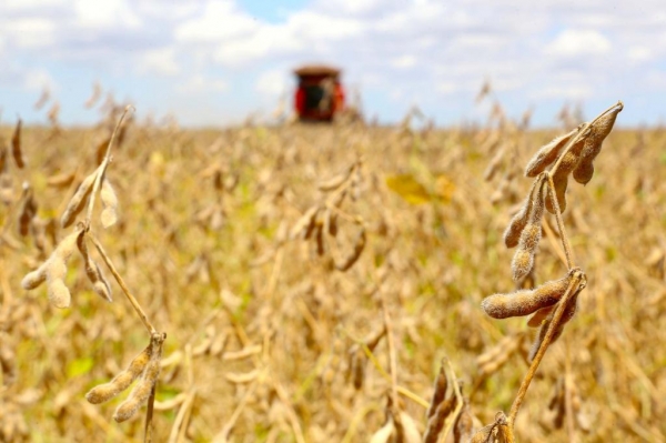 Safra de grãos do Paraná deve ter aumento de 306 mil toneladas, aponta IBGE Foto: Jaelson Lucas/Arquivo AEN