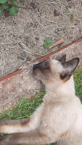 Animal inventando neste sábado e encontrado morto pelos tutores. Foto: Divulgação.