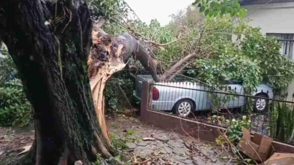 Árvore cai sobre carro em Toledo. Foto: Divulgação.