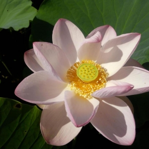 Flor-de-lotus: Plantada em áreas alagadas, a raiz-de-lótus rende essa linda flor e exige manejo totalmente manual, desde o plantio até a colheita, feita com jatos d’água para evitar danos ao produto / Divulgação/Sicredi
